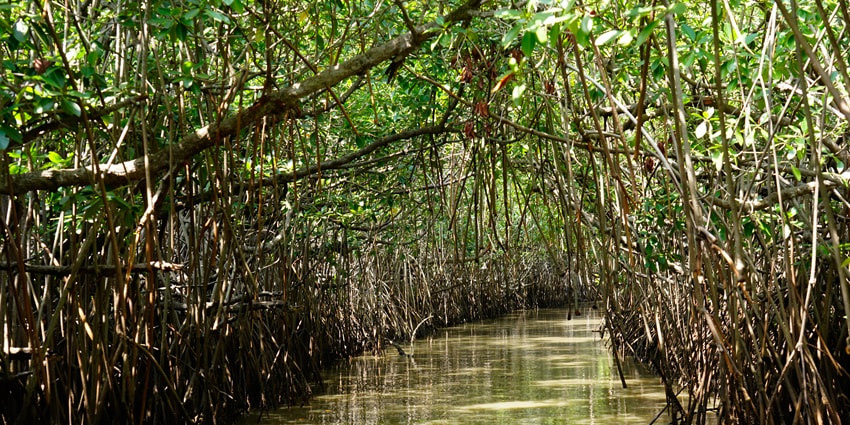A view of the Pichavaram Mangrove Forest, a natural hotspot near Thiruvenkadu Temple.