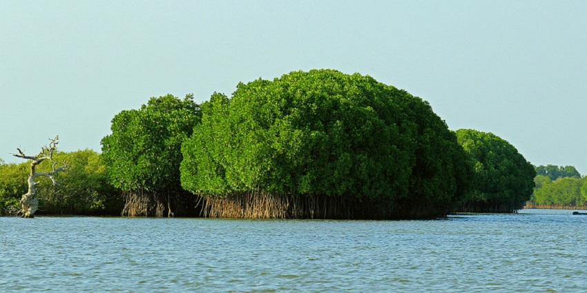 Pichavaram Mangrove Forest – Dense mangrove trees with water channels under blue sky.