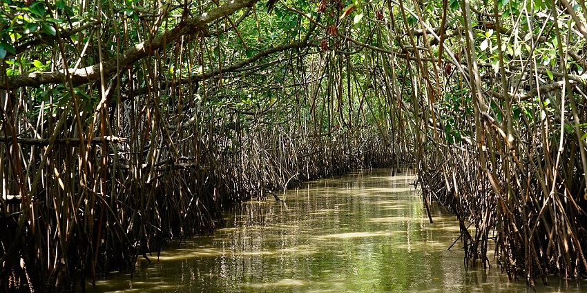 Dense mangrove canopy navigated by boat, forming natural tunnels and serene waterways near Chidambaram in Cuddalore district.