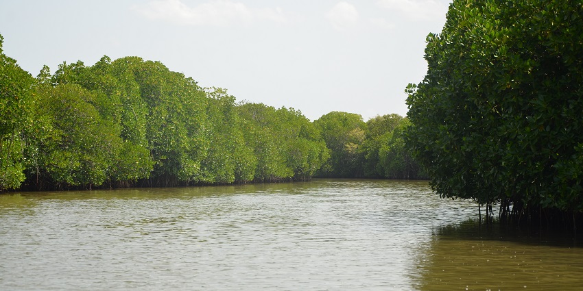 Pichavaram mangrove forest is one of the best places near Virudhachalam Temple.