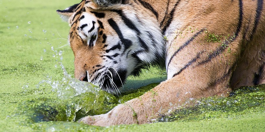 A tiger spotted after its mud-bath while camping in the Uttar Pradesh