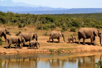 A view of the Pilibhit National Park, showcasing elephants beside a water body.