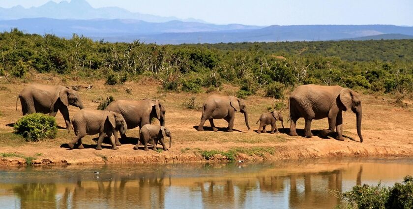 A view of the Pilibhit National Park, showcasing elephants beside a water body.