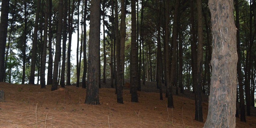 An evening view of a dense pine forest is among the best places near Kalhatty Waterfalls to visit.