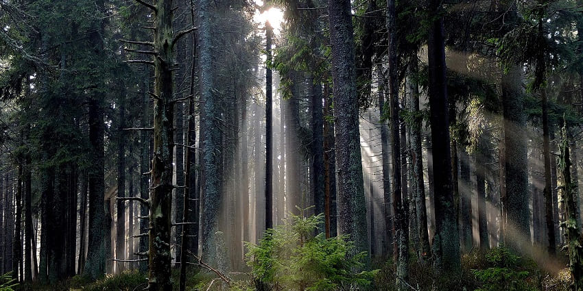 A picture of a dense forest with sunrays falling on the grassy land from behind the trees