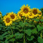 Vibrant sunflower field with golden blooms facing the sunlight - places to visit in Ambala