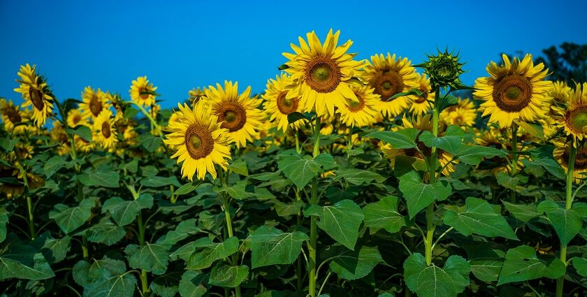 Vibrant sunflower field with golden blooms facing the sunlight - places to visit in Ambala