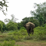 View of an elephant inside the Arignar Anna Zoological Park, one of the best places to visit in Chennai with family