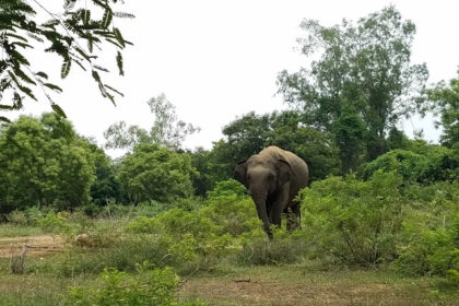 View of an elephant inside the Arignar Anna Zoological Park, one of the best places to visit in Chennai with family