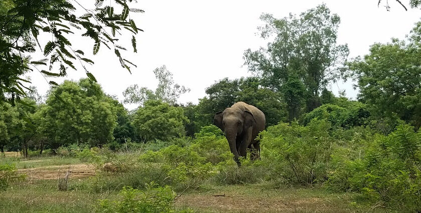 View of an elephant inside the Arignar Anna Zoological Park, one of the best places to visit in Chennai with family