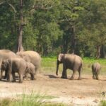 Beautiful view of elephant at Jaldapara national park, one of the place to visit in Dooars