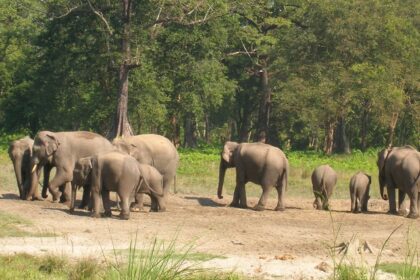 Beautiful view of elephant at Jaldapara national park, one of the place to visit in Dooars