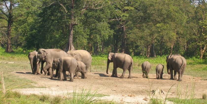 Beautiful view of elephant at Jaldapara national park, one of the place to visit in Dooars