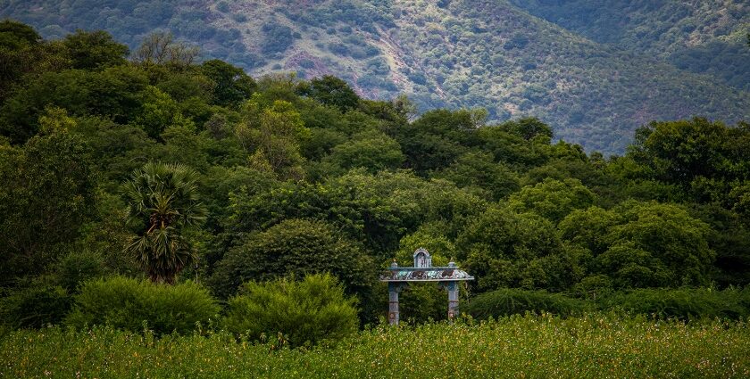 A view of Kodaikanal hils surrounded by lush greenery under a clear blue sky