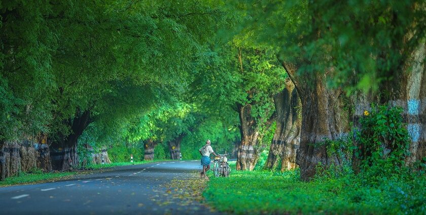 A stunning view of streets of Masinagudi, highlighting one of the best places to visit in Mudumalai