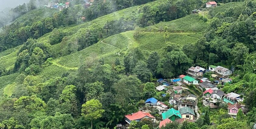 Picturesque view of hills covered with lush green trees - places to visit in North Bengal