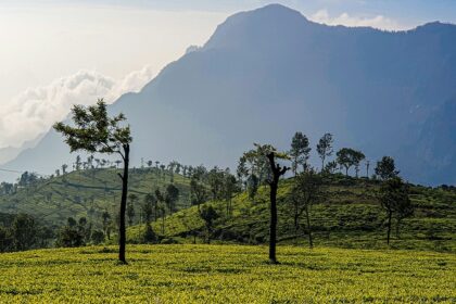 An image from inside the Thread Garden, which is one of the significant places to visit in Ooty for couples