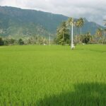 A scenic view of the Jawadhu Hills in Tamil Nadu, India, with rolling green hills