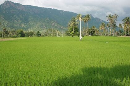 A scenic view of the Jawadhu Hills in Tamil Nadu, India, with rolling green hills