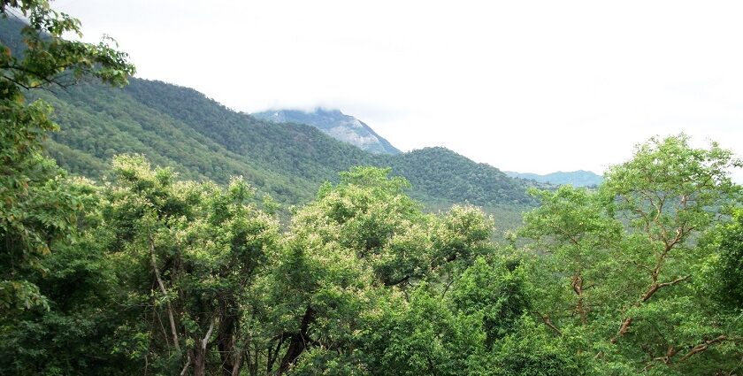 A scenic landscape view Anamalai hills, one of the places to visit in Tamil Nadu in May