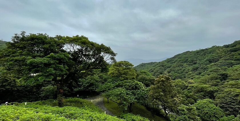 An image of a lush green landscape offering the serenity and tranquillity you need.