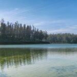 Aerial view of Ooty, Pine tree forest and a lake showcasing greenery and lovely landscapes