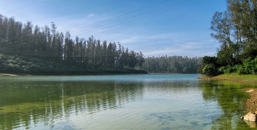 Aerial view of Ooty, Pine tree forest and a lake showcasing greenery and lovely landscapes