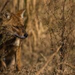 Image of a jackal in the wild, essence of places to visit near Jim Corbett National Park.