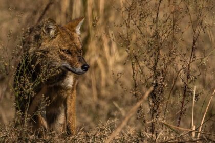 Image of a jackal in the wild, essence of places to visit near Jim Corbett National Park.