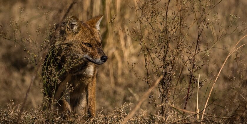 Image of a jackal in the wild, essence of places to visit near Jim Corbett National Park.