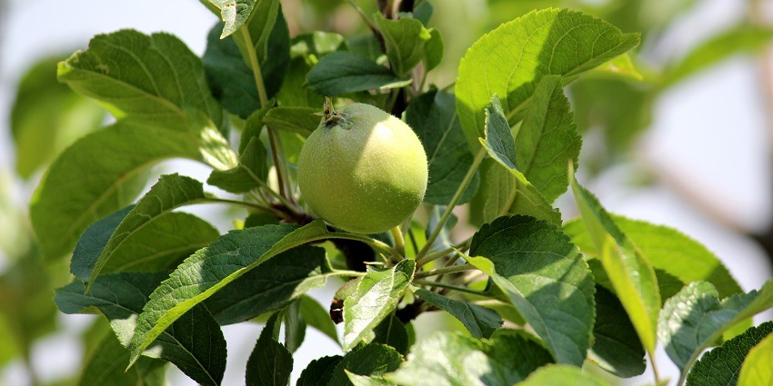 One of the interesting things to do in Ranikhet is visit the beautiful orchards.