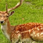 View of a deer in Point Calimere Wildlife and Bird Sanctuary, surrounded by greenery.