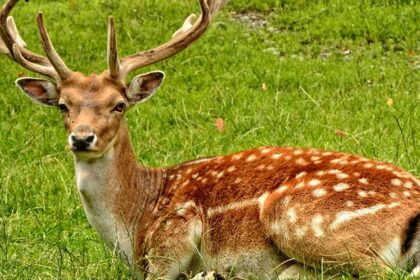 View of a deer in Point Calimere Wildlife and Bird Sanctuary, surrounded by greenery.