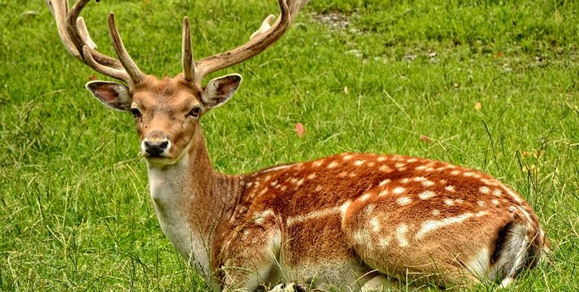 View of a deer in Point Calimere Wildlife and Bird Sanctuary, surrounded by greenery.