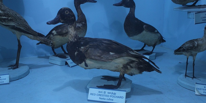 Preserved lifelike birds displayed in glass cases at the Pudukkottai Government Museum.