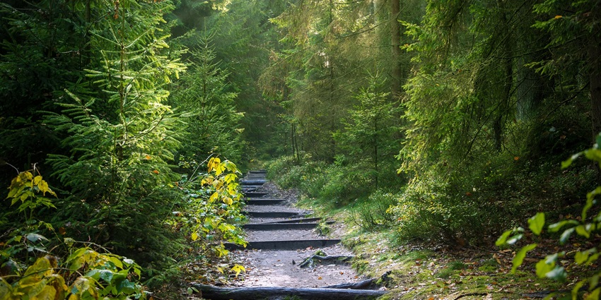 A picture of the beautiful Puliancholai Forest, that offers trekking and nature trails in Kolli Hills.