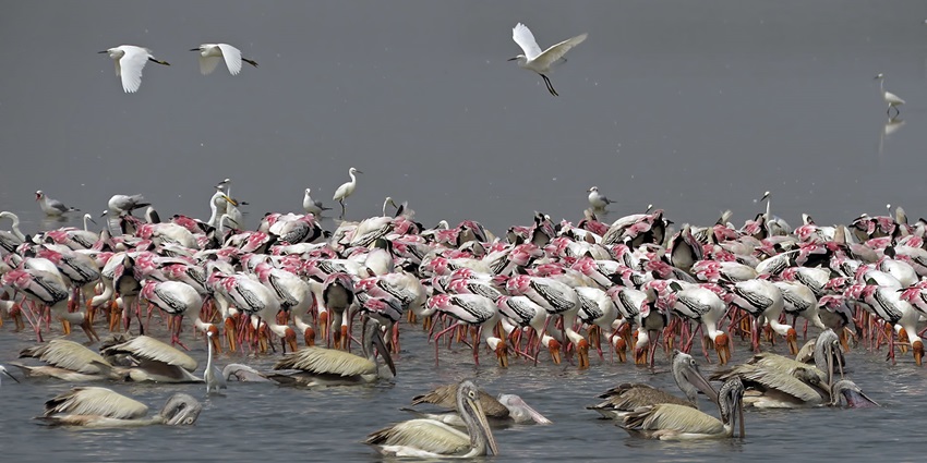 Sanctuary famous for migratory birds and nature photography