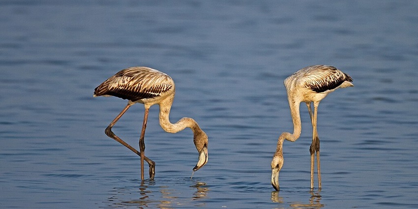 Pulicat lake known for bird watching and scenic boat rides
