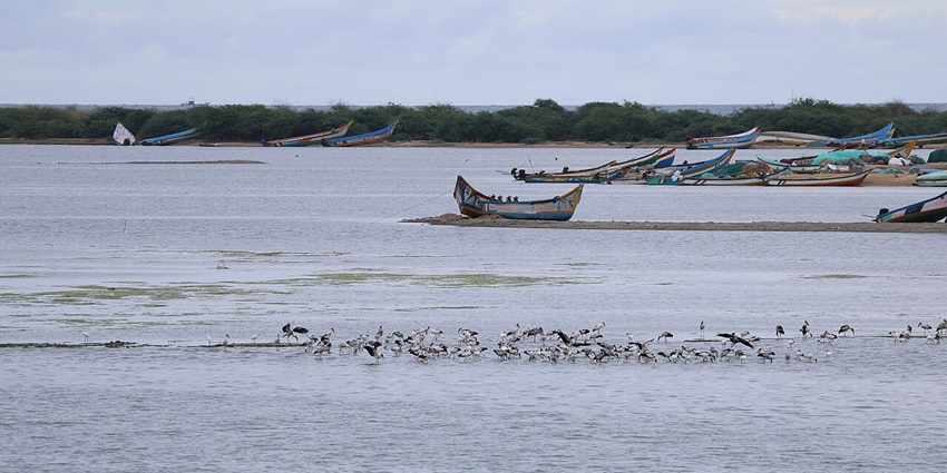 Many fishing boats and variety of birds on the banks of Pulicat lake on a cloudy day.