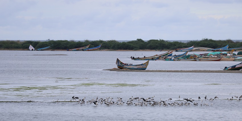 Image of picturesque Pulicat Lake during day time with birds watching view and boats around