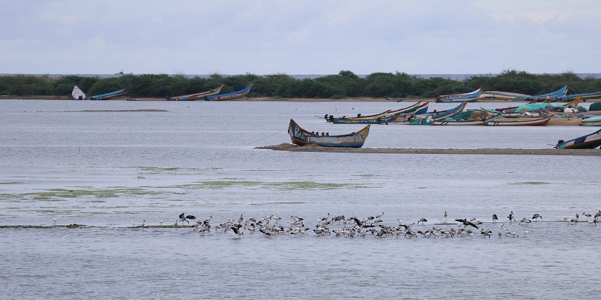 The picture of the beautiful Pulicat Lake from where you can see the fishing camp.