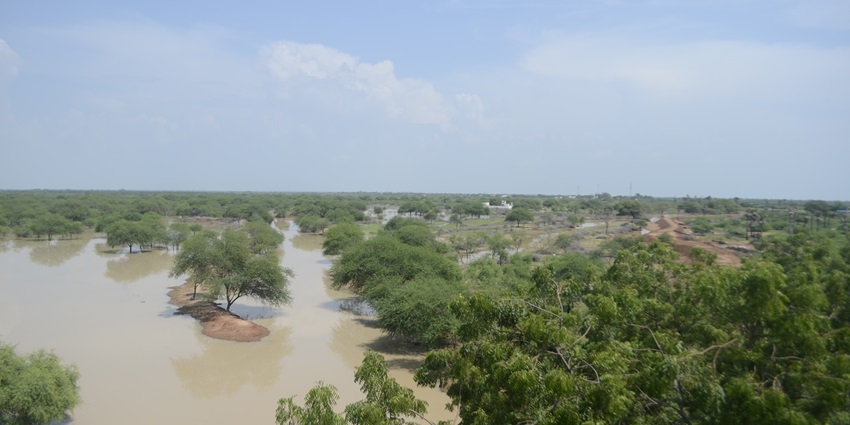 A picture of the verdant forests of a bird sanctuary in West Bengal with a pond next to it