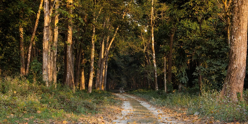 Raimatang and its tea gardens which lie in the list of offbeat places in Dooars.