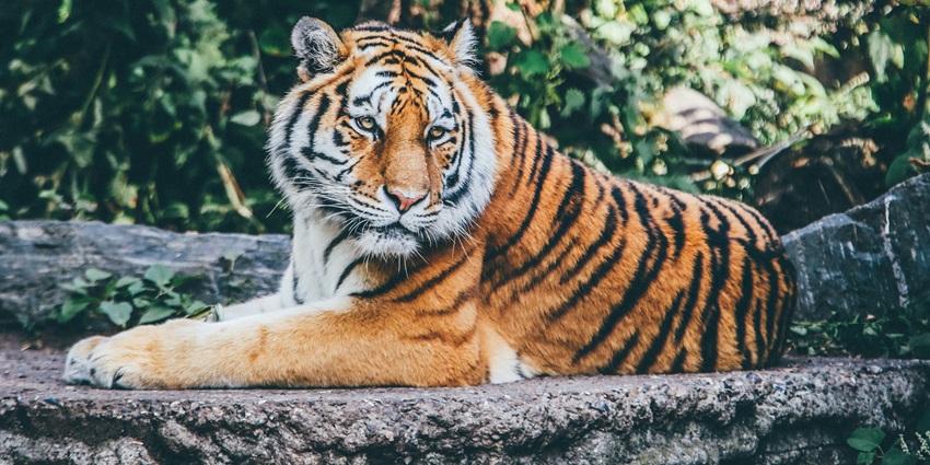 An image of a tiger reserve at Rajabhatkhawa, one of the famous places in the city.