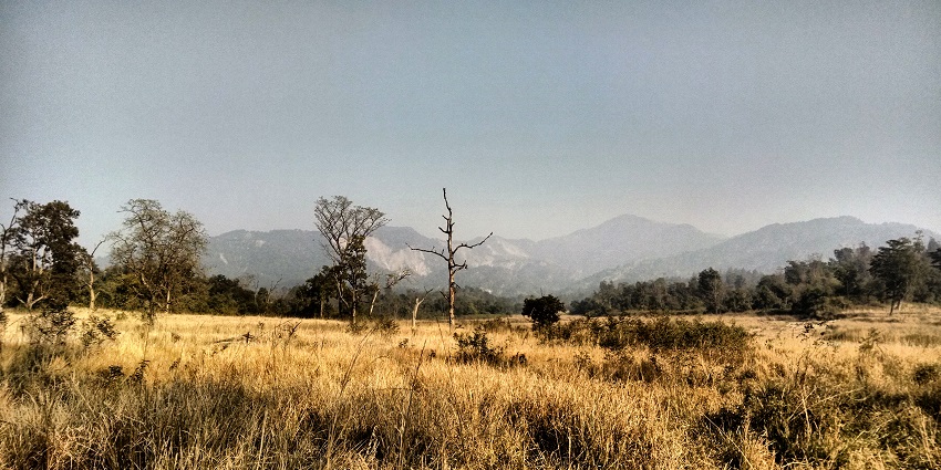 A naked tree in the forest with the foothills of the Himalayas in the background.