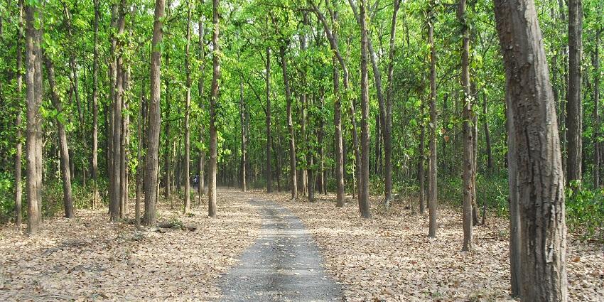An image showing a safari view of Rajaji National Park, a scenic Place near Haridwar.