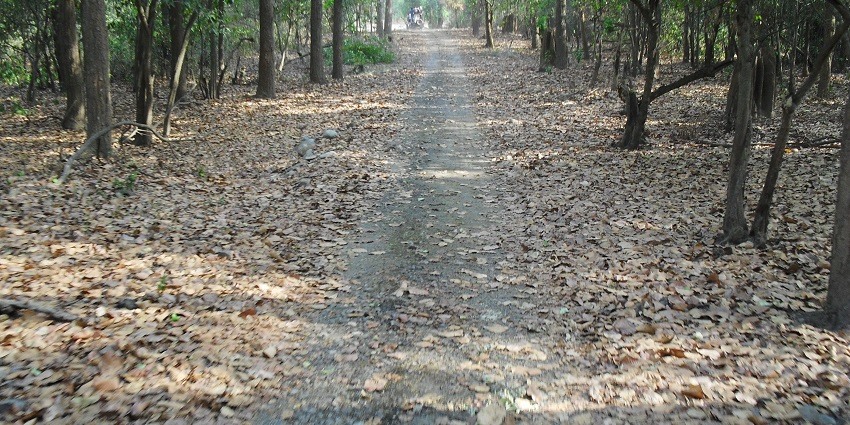 An image encountered during a safari at Rajaji National Park, highlighting its natural beauty.