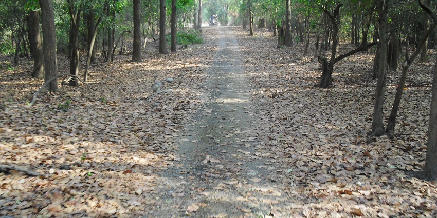 An image of a scenic view captured during a safari in Rajaji National Park, Uttarakhand.