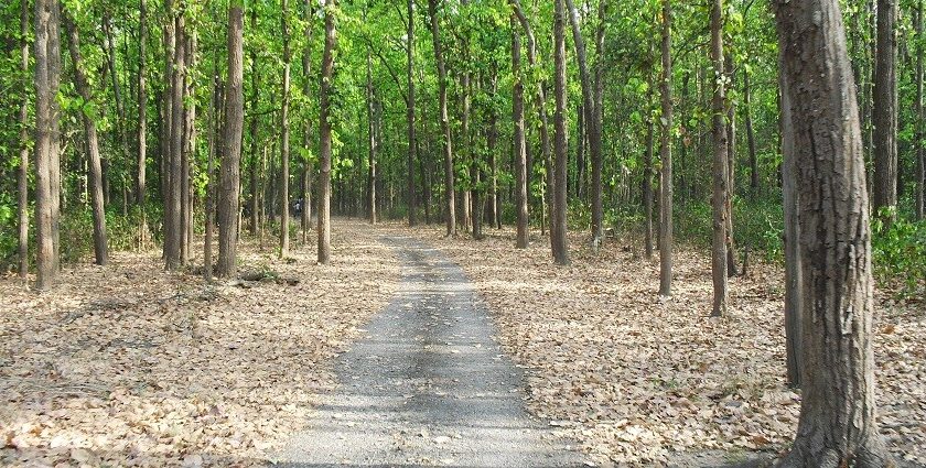 Rajaji National Park Jungle Safari offers thrilling wildlife adventure near Haridwar.