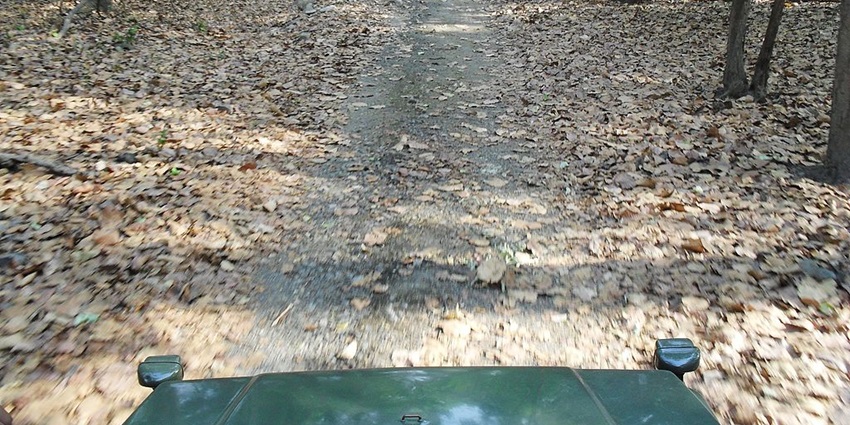 Iamge of Rajaji National Park - wildlife sanctuary home to diverse flora and fauna species